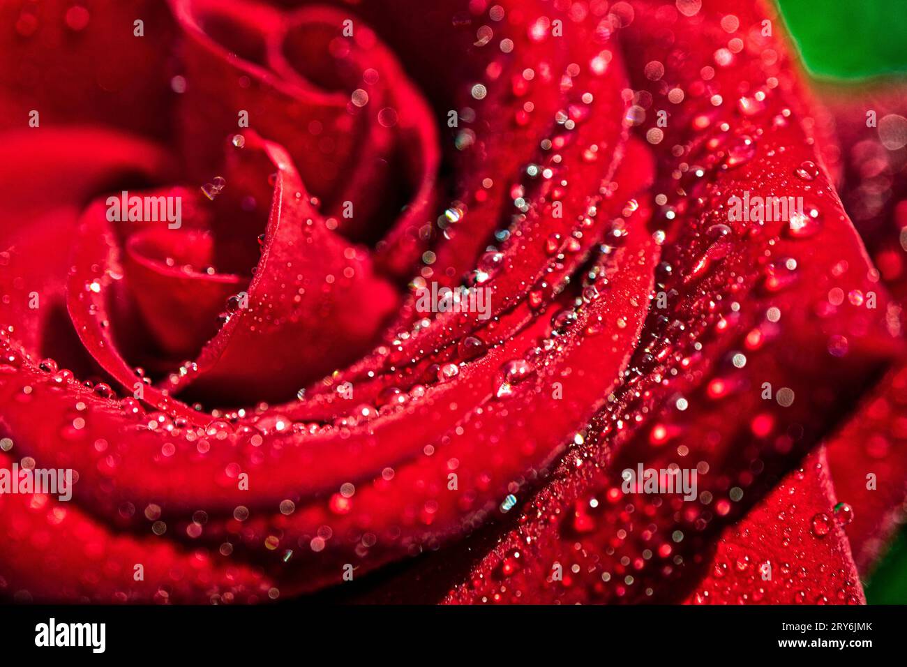Jede Art von Blume hat ihre eigene einzigartige Schönheit. Blumen sind nicht nur schön anzusehen, sondern haben auch einen angenehmen Duft Stockfoto