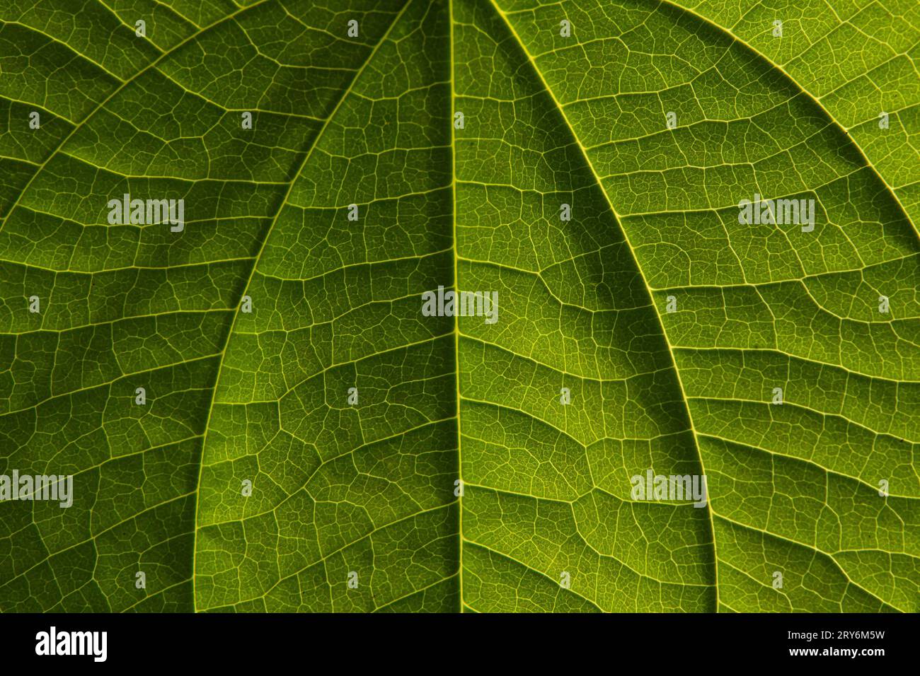 Goiânia, Goias, Brasilien – 29. September 2023: Nahaufnahme der Adern eines grünen Blattes in der Sonne. Stockfoto