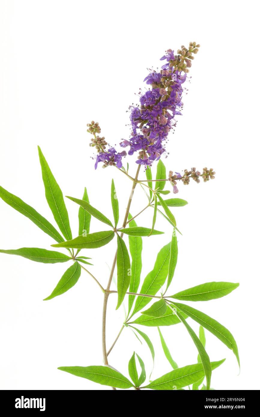 Ein Zweig des Mönchspitzes ist mit vielen Blüten und Knospen gespickt. Stockfoto