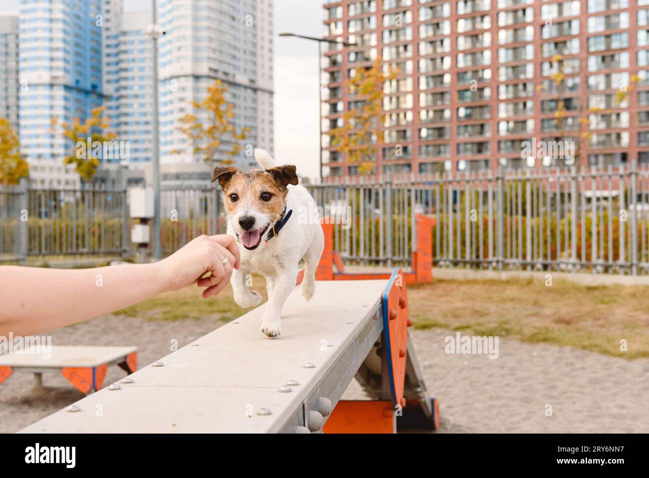 Hund im urbanen Trainingspark, der lernt, auf dem Gehbalken zu laufen Stockfoto