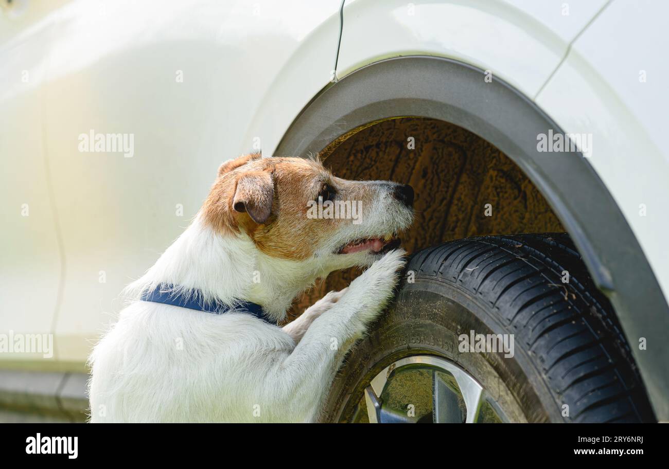 Hundeschnüffler trainieren, um das Fahrzeug auf Drogen zu untersuchen Stockfoto