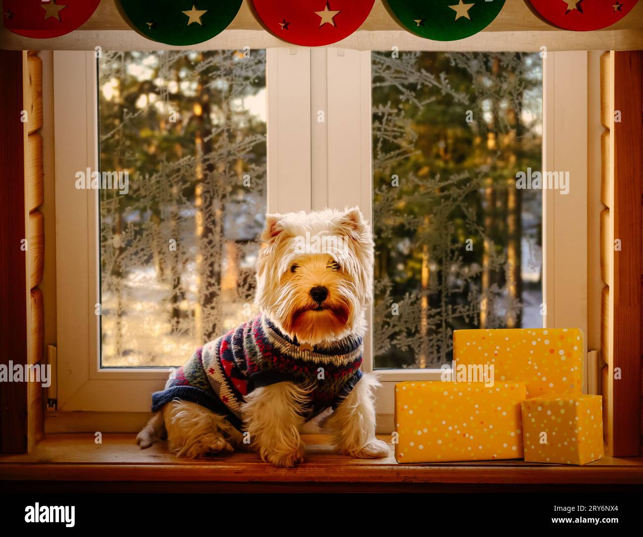 Hund in gemütlichem, hässlichen Pullover, der zu Weihnachten im Haus sitzt, neben einem Haufen Geschenke an einem wunderschönen Wintertag Stockfoto