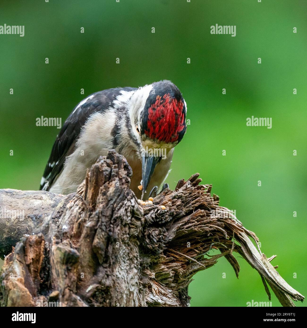 Großer Spechte Dendrocopos Major, Männchen dieses großen Vogels sitzt auf Baumstumpf, rote Federn, grüner diffuser Hintergrund, wilde Naturszene Stockfoto