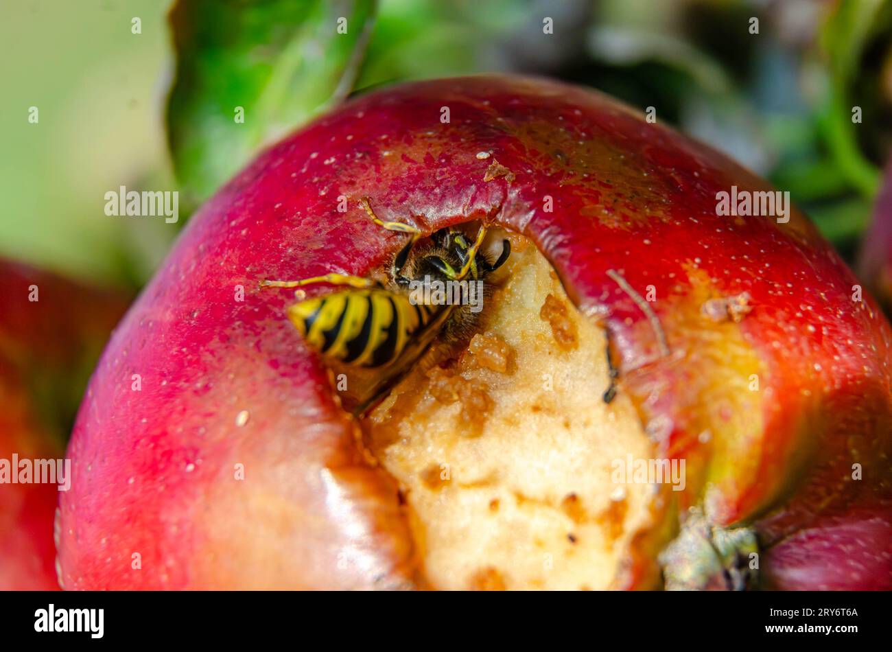 Nahaufnahme einer Wespe, die einen Apfel auf einem Apfelbaum in einem britischen Garten isst Stockfoto