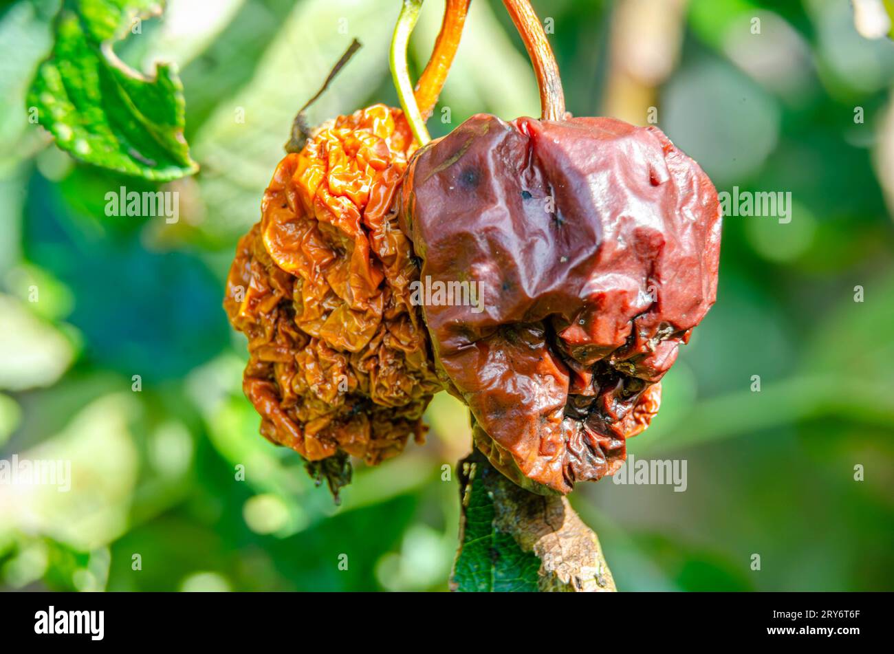 Verdorbene und verfaulte Äpfel auf einem Apfelbaum in einem britischen Garten Stockfoto