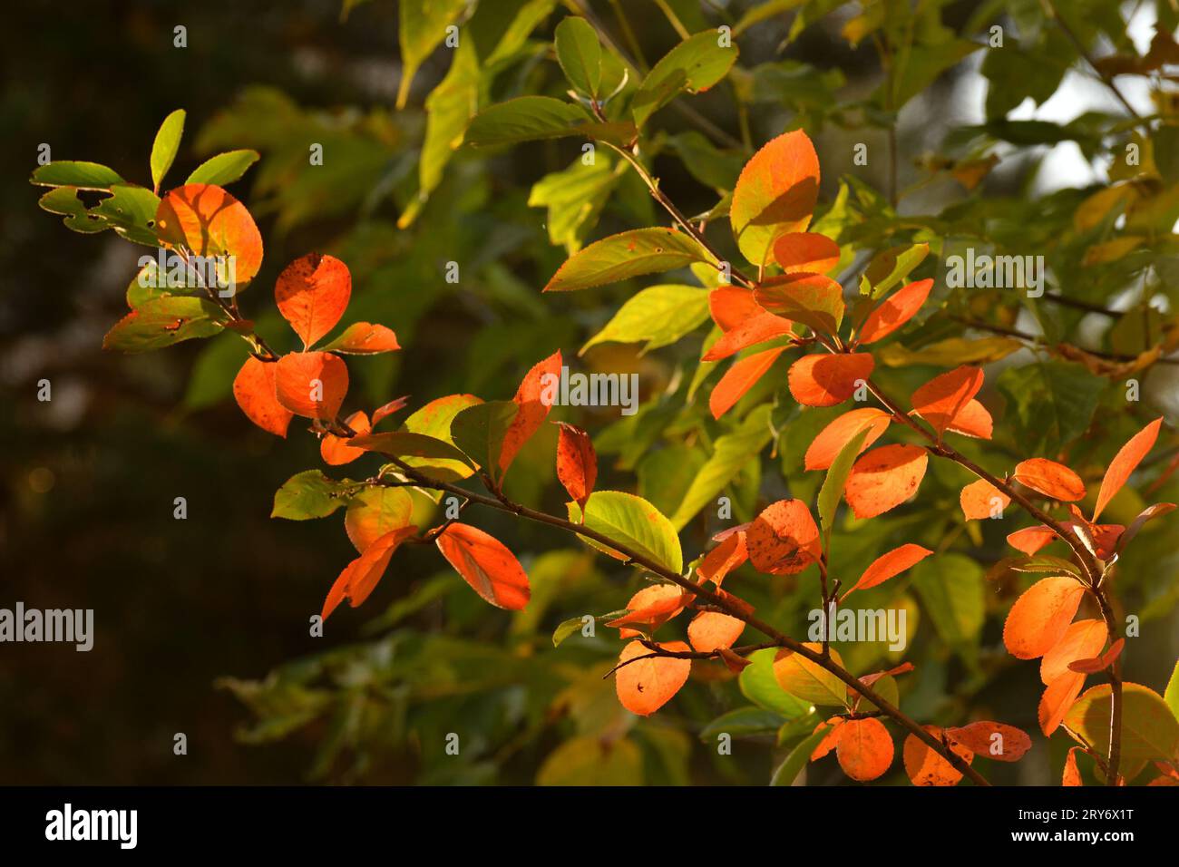 Rote Herbstblätter der Apfelbeere Stockfoto
