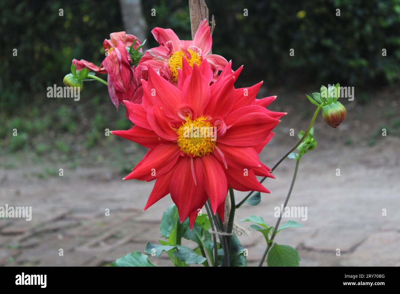 Red Dahlia don Hill Stockfoto
