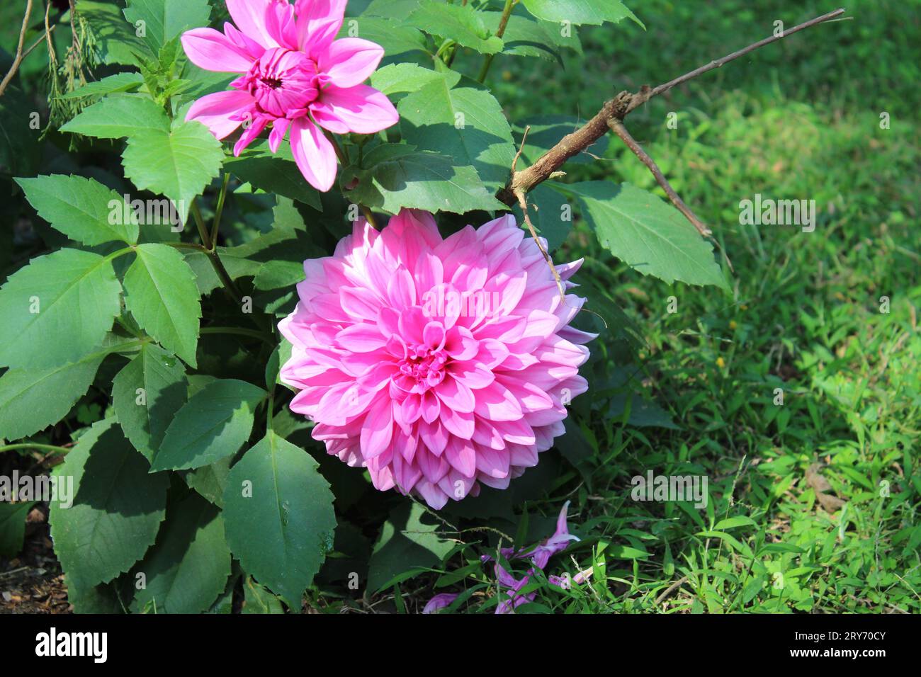 Rosa Dahlie Blüte Stockfoto