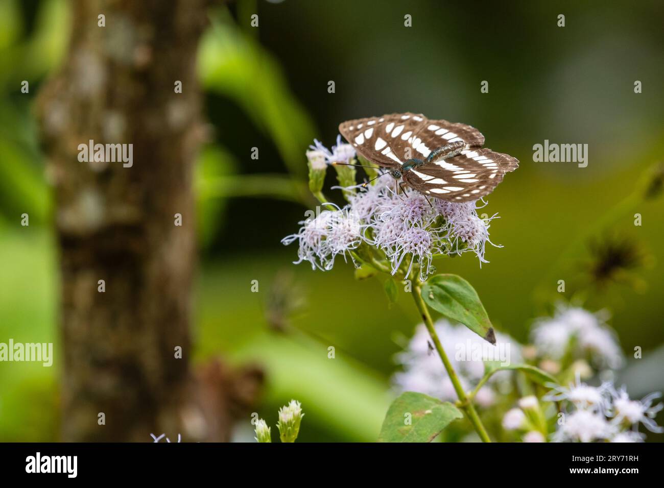 Tropische Schmetterlinge aus Vietnam Stockfoto