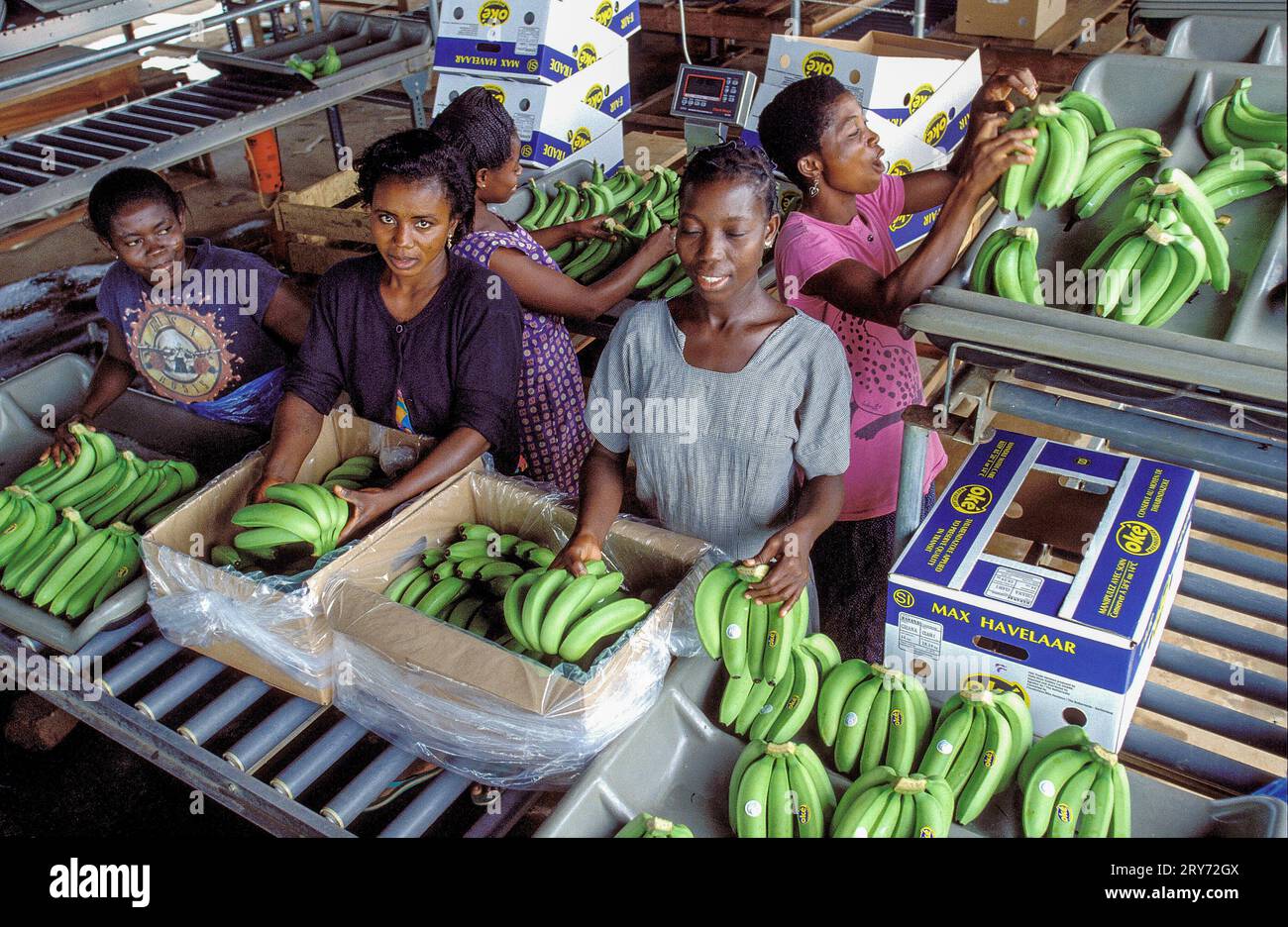 Ghana, New Akrade - auf einer Bananenplantage werden geerntete Bananen gewaschen und in Kisten für den Export nach Europa verpackt. Stockfoto