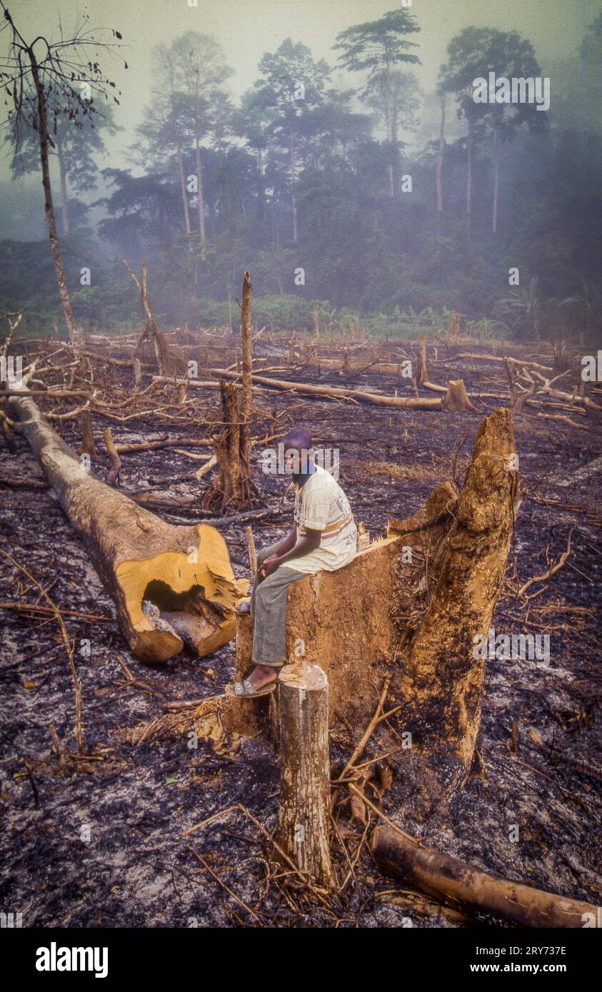 Ghana, Samreboi. Der Junge sitzt auf den Überresten eines Baumes, der in einem Teil des Regenwaldes geschnitten und verbrannt wurde. Nach dem Brennen h Stockfoto