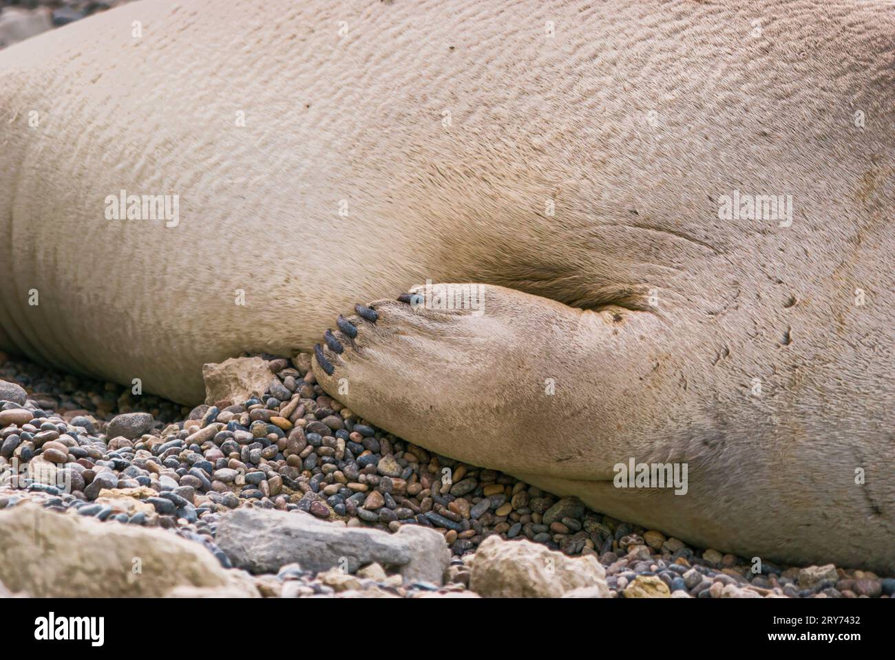 Schlafende Elefantenrobbe auf Kieselsteinen, Punta Ninfas, Puerto Madryn, Patagonien, Argentinien Stockfoto
