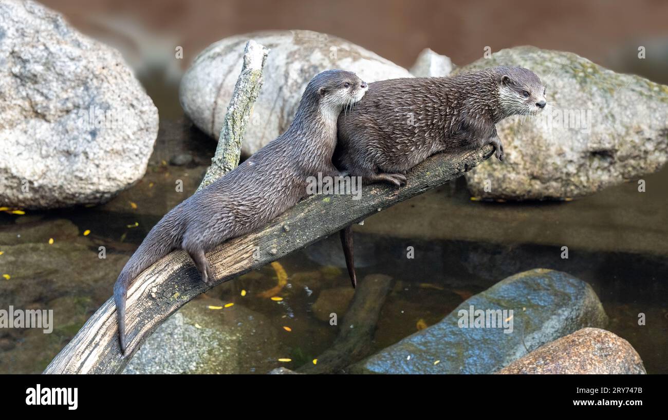 Nahaufnahmen von asiatischem Otter mit kleinen Klauen (Aonyx cinerea) sind lebhaft und verspielt. Stockfoto