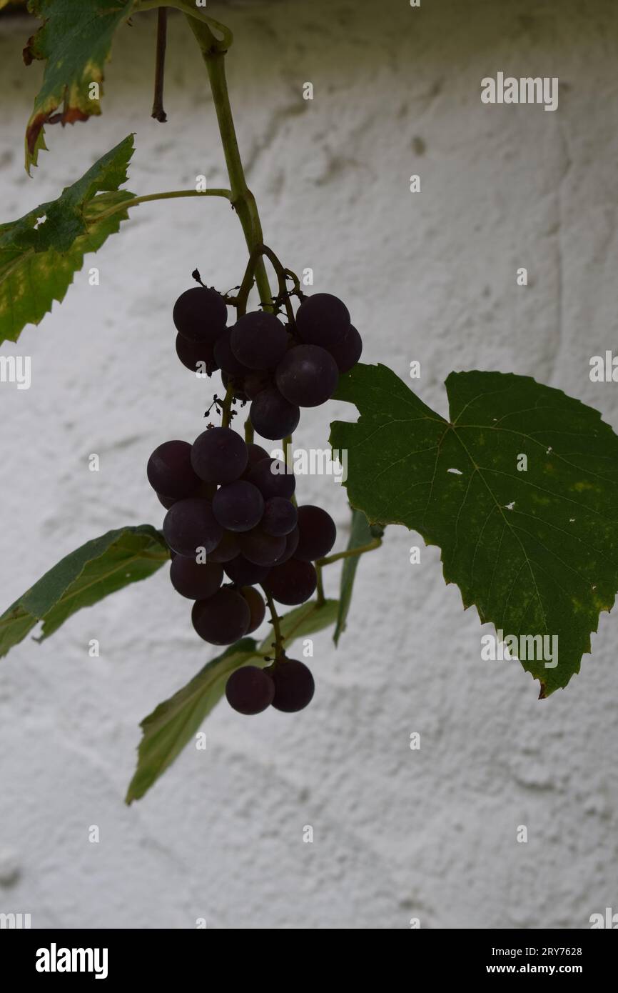 Reife rote Trauben auf der Pflanze Stockfoto