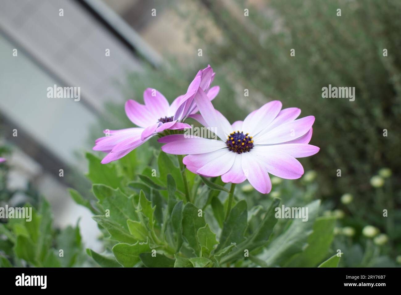 Violette afrikanische Gänseblümchen Stockfoto