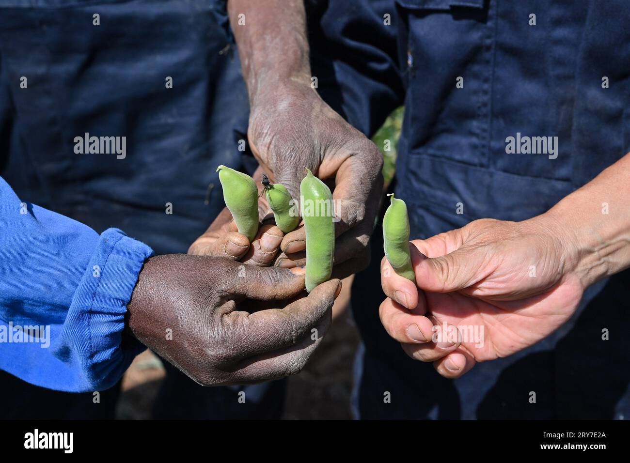 (230929) -- ASMARA, 29. September 2023 (Xinhua) -- der Hülsenfrüchte-Experte Liu Yunmin (1. R) untersucht den Wachstumsstatus von Brotbohnen mit lokalen Landwirten auf einem Demonstrationsgarten für landwirtschaftliche technische Hilfe in Asmara, Eritrea, 27. September 2023. Die Landwirtschaft ist die tragende Säule der eritreischen Wirtschaft, wobei etwa vier Fünftel der Bevölkerung Landwirtschaft und Tierhaltung betreiben. Der Mangel an Pflanzensorten und rückständigen landwirtschaftlichen Technologien schränken jedoch die landwirtschaftliche Entwicklung des Landes ernsthaft ein. Um die Entwicklung der eritreischen Agrarindustrie zu fördern, hat das Ministerium für Landwirtschaft und Fremdenverkehr (Ministerium für Landwirtschaft Stockfoto