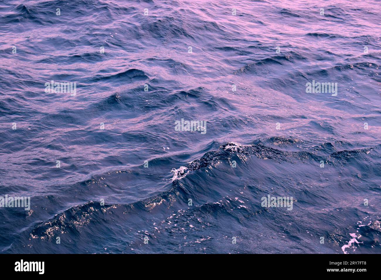 Hai im Wasser Stockfoto