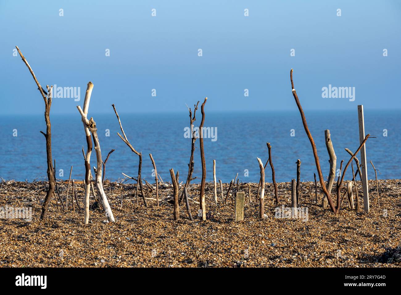 Äste wurden am Ufer aufgrund der Küstenerosion in Bawdsey Suffolk UK gespült Stockfoto