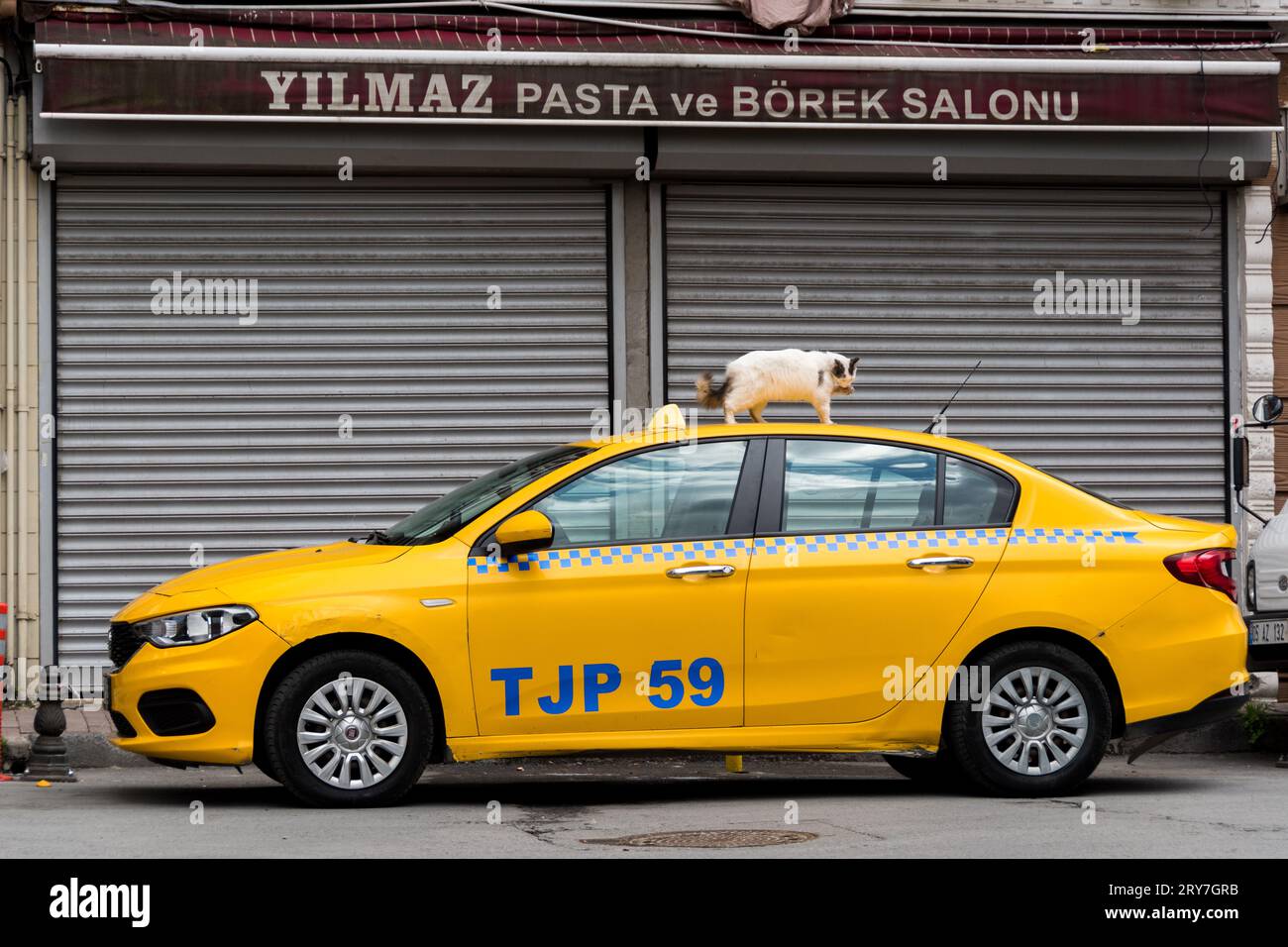 istanbul Taxi mit einer Katze oben Stockfoto
