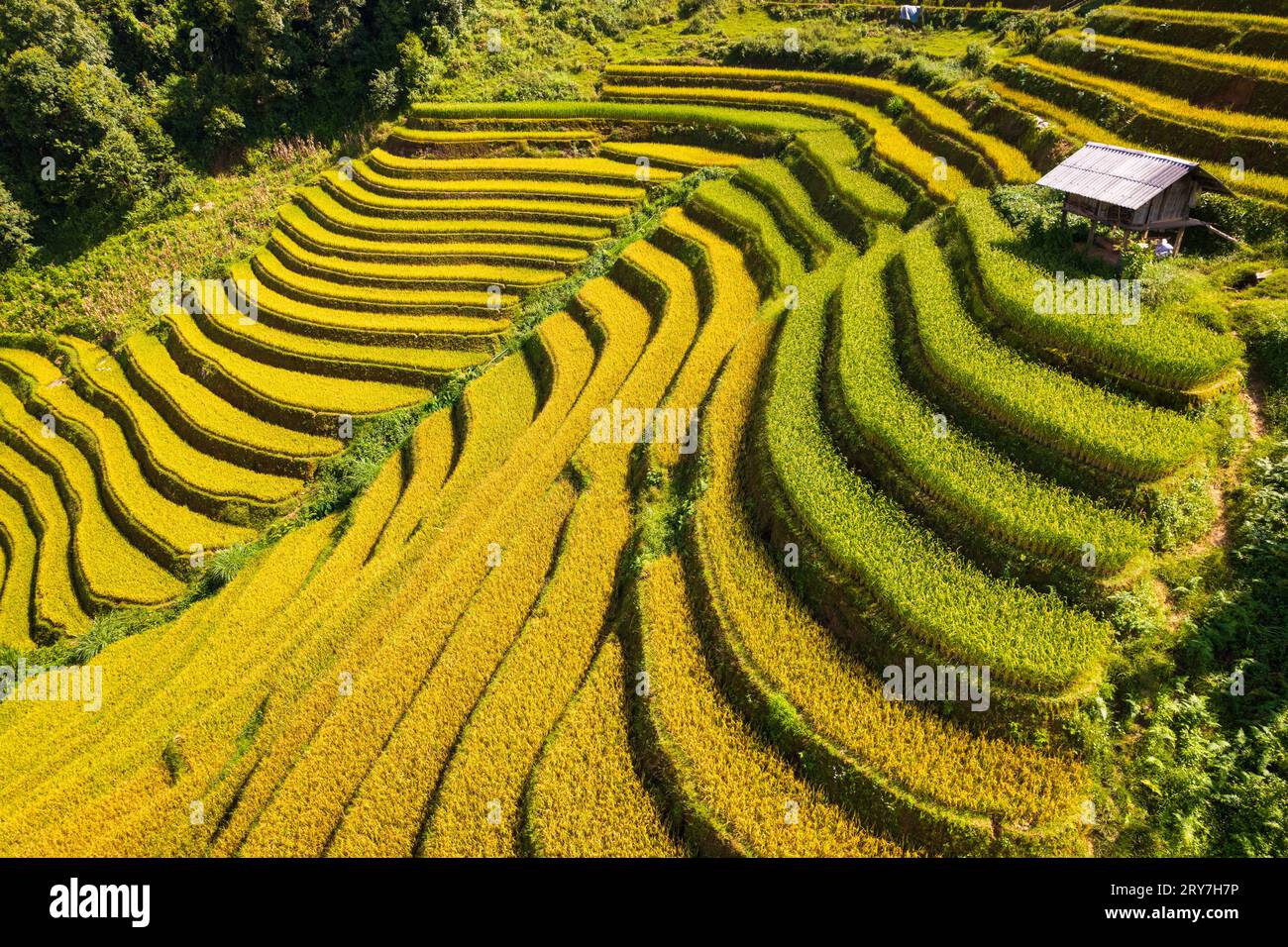 Reisterrassenfeld von La Pan Tan in der Nähe von Sapa, Vietnam Stockfoto