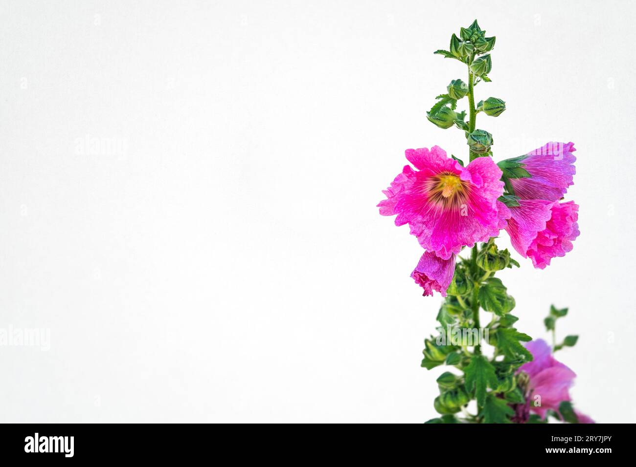 Alcea „Burgundertürme“ (althaea rosea), allgemein bekannt als Hollyhock mit einer dunkelroten Blume während der Frühlings- und Sommersaison auf einem isolierten weißen B Stockfoto