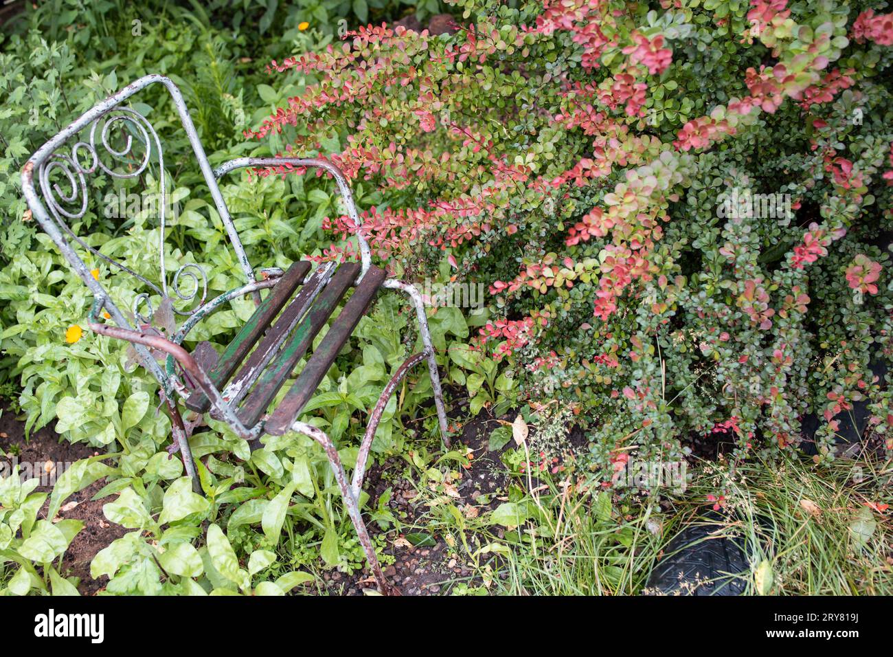 Ein alter Metalldrahtstuhl in einem privaten Bereich, neben einem Berberis Thunbergii, Atropurpurea Goldringpflanze, Garten voller Ziergras und fl Stockfoto
