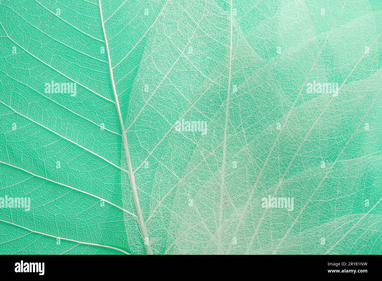 Skelettblätter auf grünem Hintergrund, herbstlich eleganter Hintergrund, Nahaufnahme Stockfoto