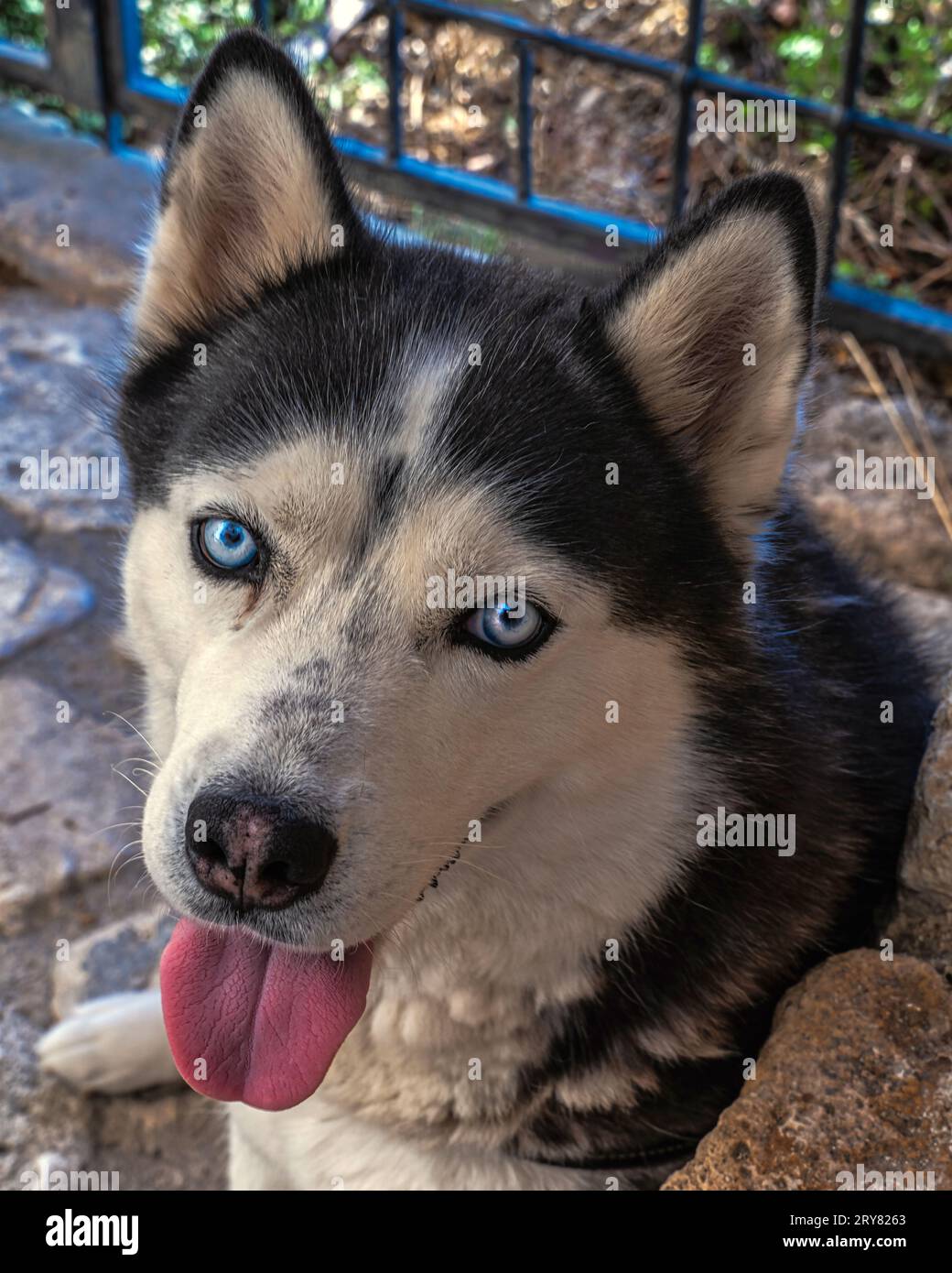 Porträt des Sibirischen Husky mit blauen Augen und schwarz-weißem Fell. Er wurde als Arbeitshund geboren und zählt heute zu den beliebtesten Begleithunden. Stockfoto