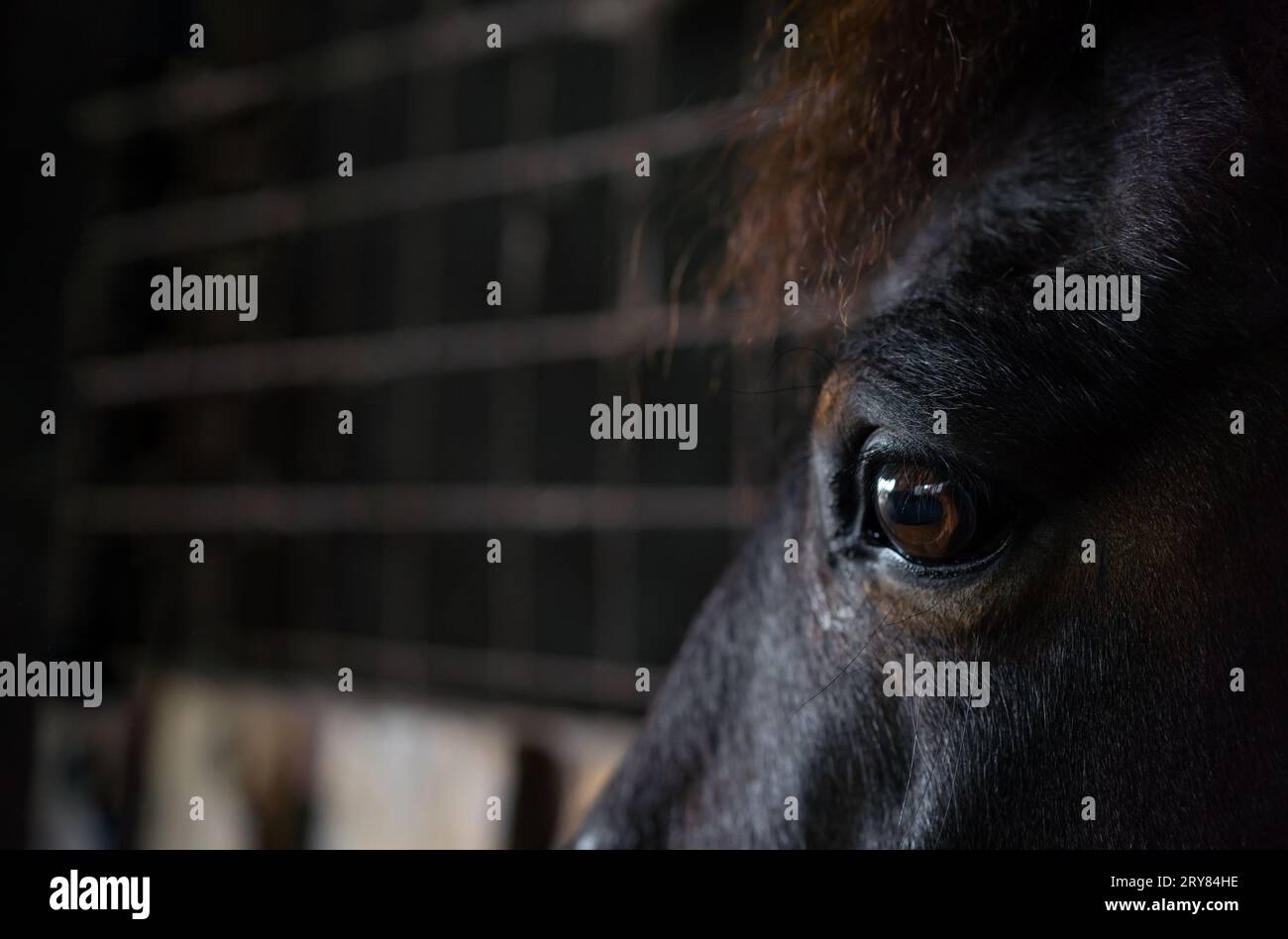 Eine Nahaufnahme der verängstigten Augen eines Pferdes im Stall. Reflexion in ihrem Auge. Stockfoto