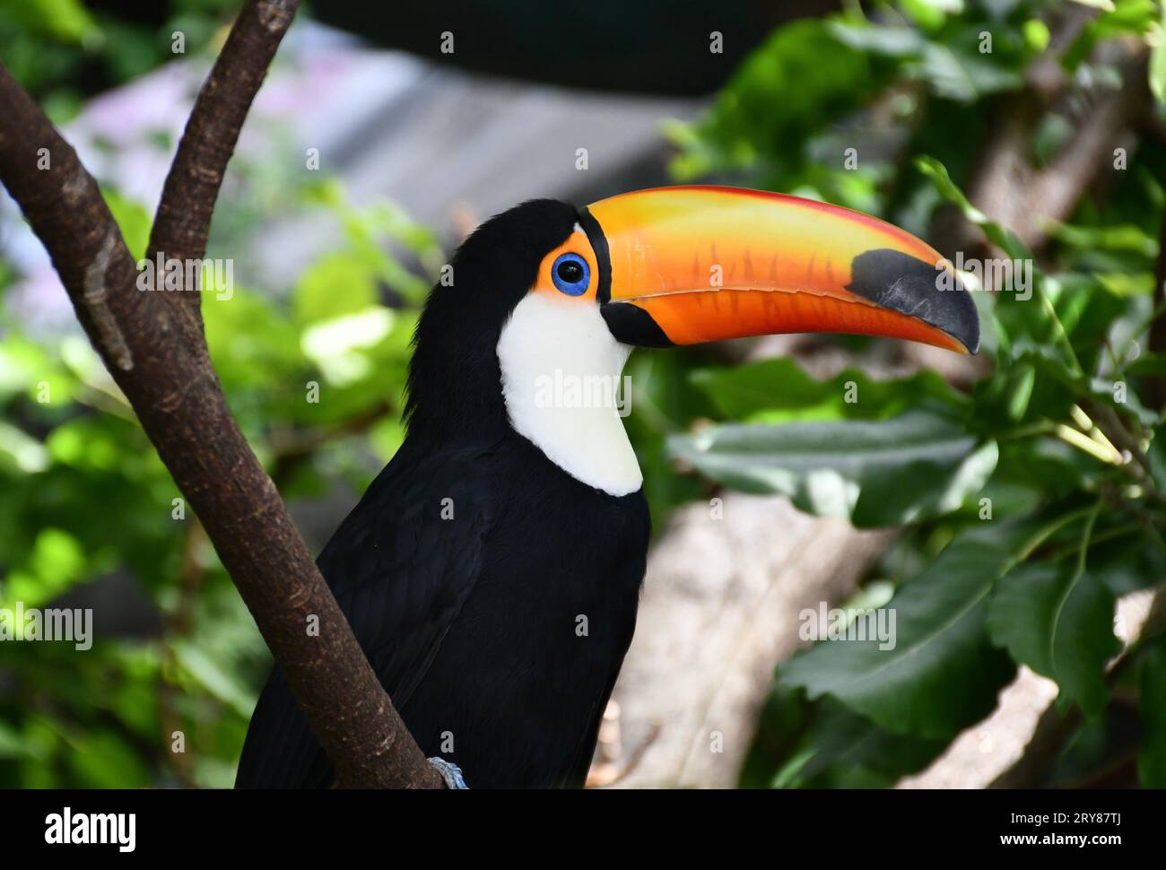 Tukan sitzt auf einem Baum in Dubai Stockfoto