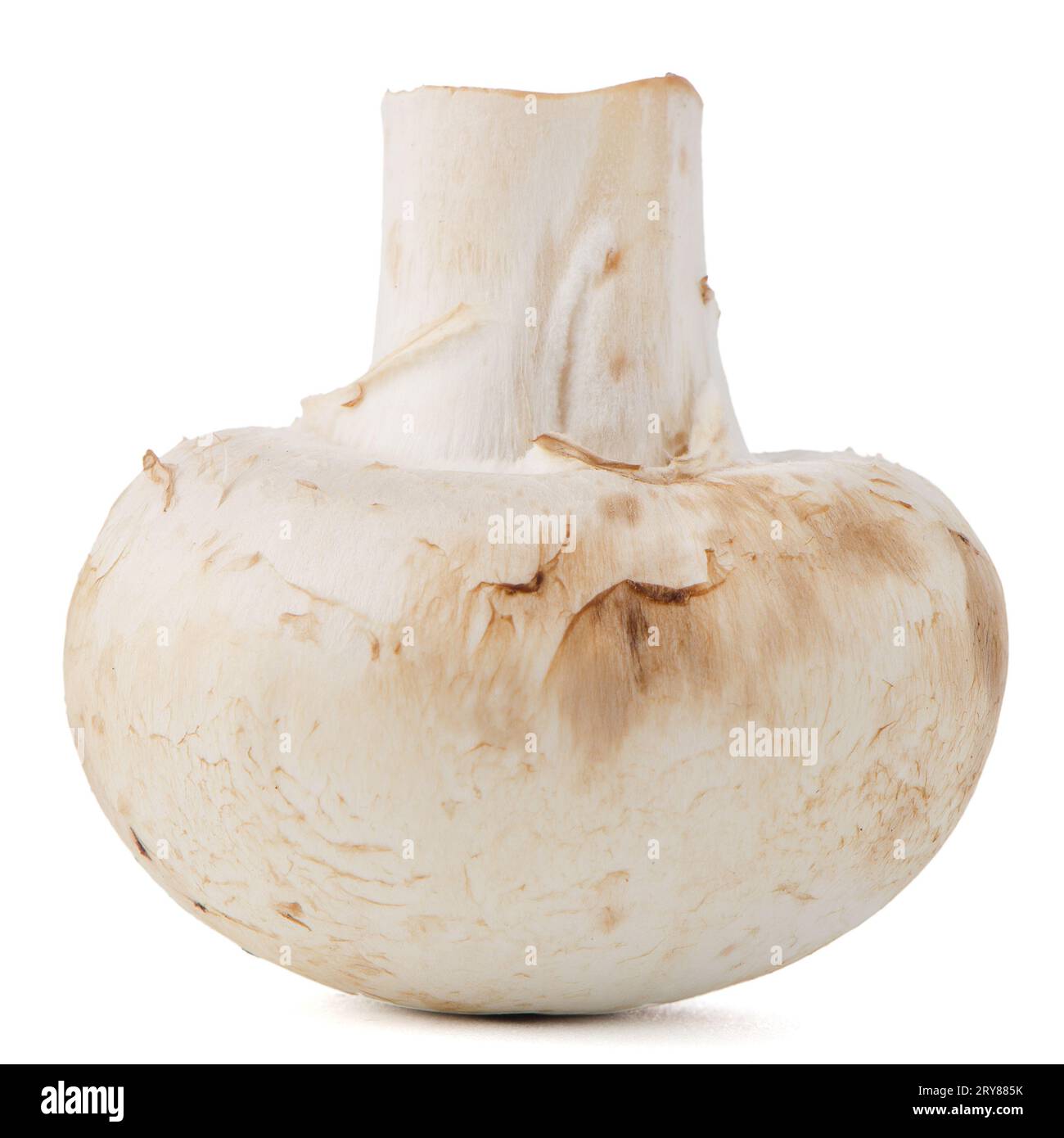 Champignon-mushroom Stockfoto