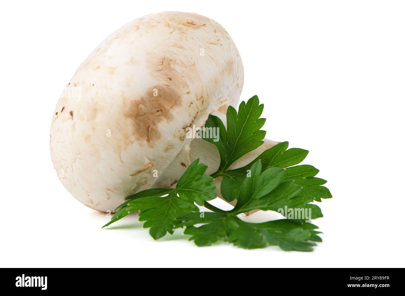 Champignon Pilzen und Petersilie Blätter Stockfoto