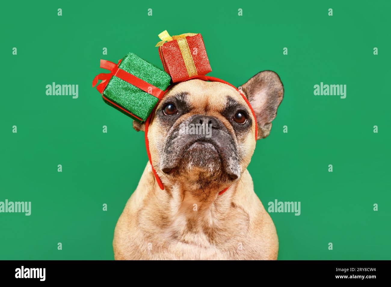Süße französische Bulldogge mit Chritsmas Geschenkbox Stirnband auf grünem Hintergrund Stockfoto