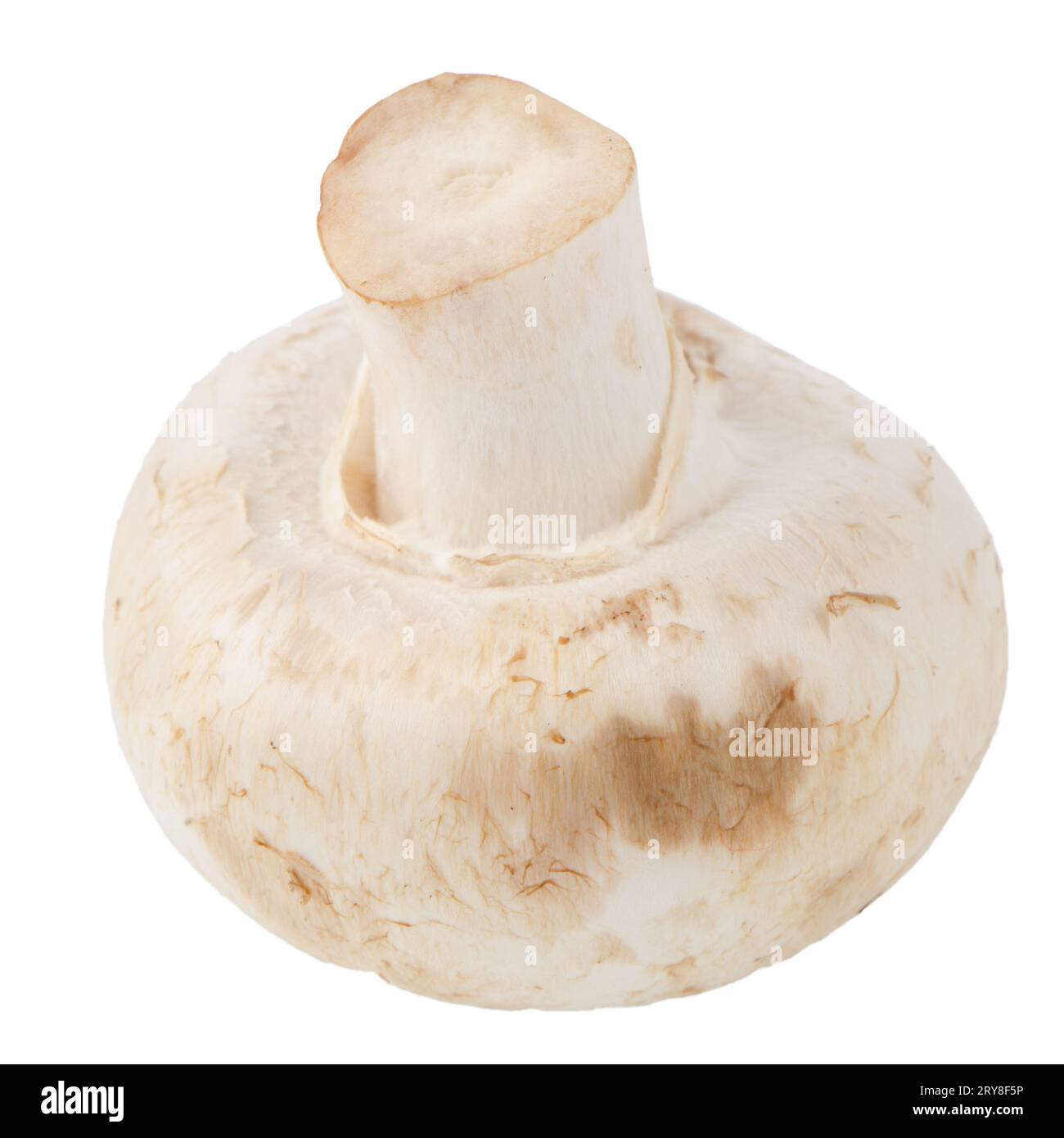 Champignon-mushroom Stockfoto