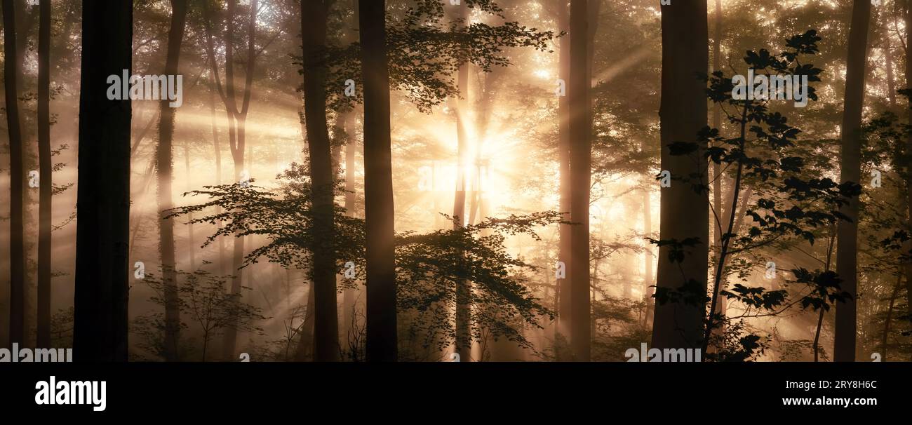 Leuchtende Sonnenstrahlen und wunderschöne Silhouetten im Nebel schaffen eine atemberaubende, von hinten beleuchtete Panorama-Waldlandschaft mit hohem Kontrast Stockfoto