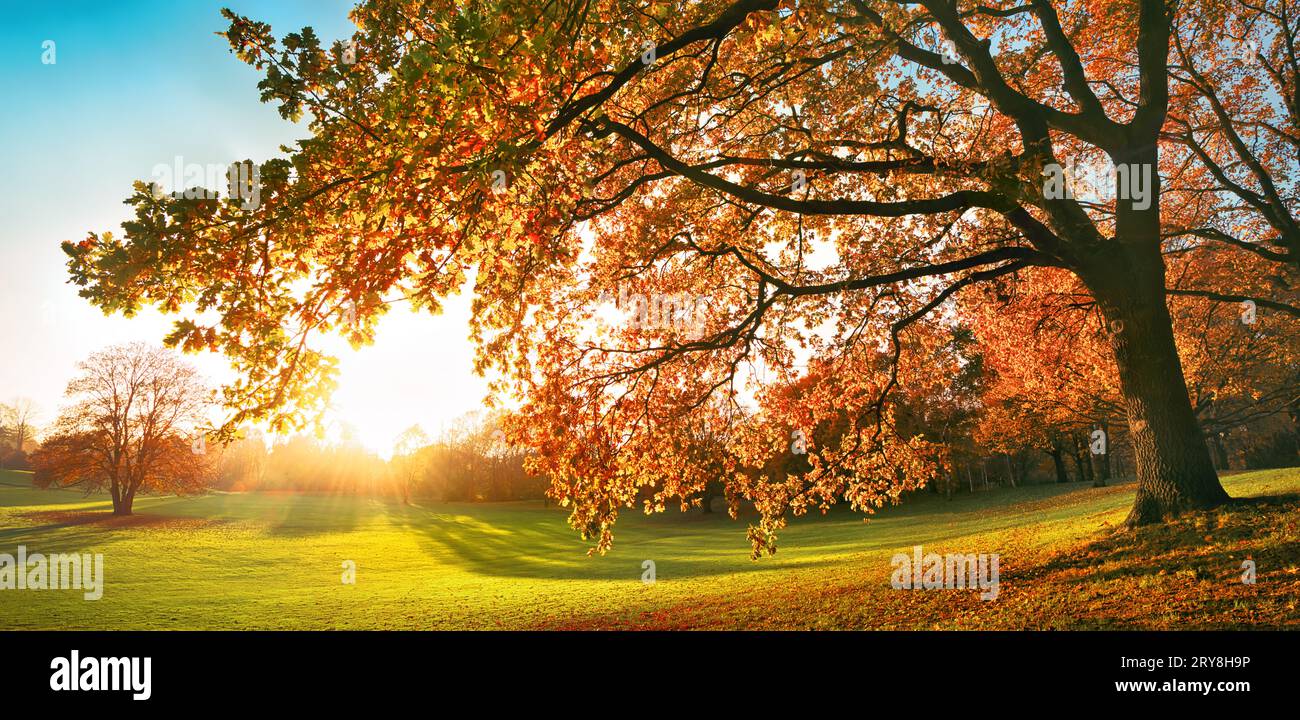 Wunderschöne Herbstfarben in einem Park, mit der Sonne am Horizont hinter einer majestätischen Eiche und einer Wiese Stockfoto