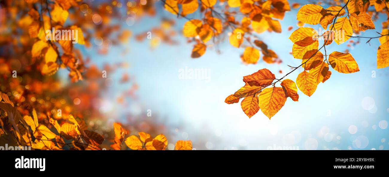 Goldenes Herbstlaub am blauen Himmel, ein saisonaler Hintergrund im Panoramaformat mit flachem Fokus Stockfoto