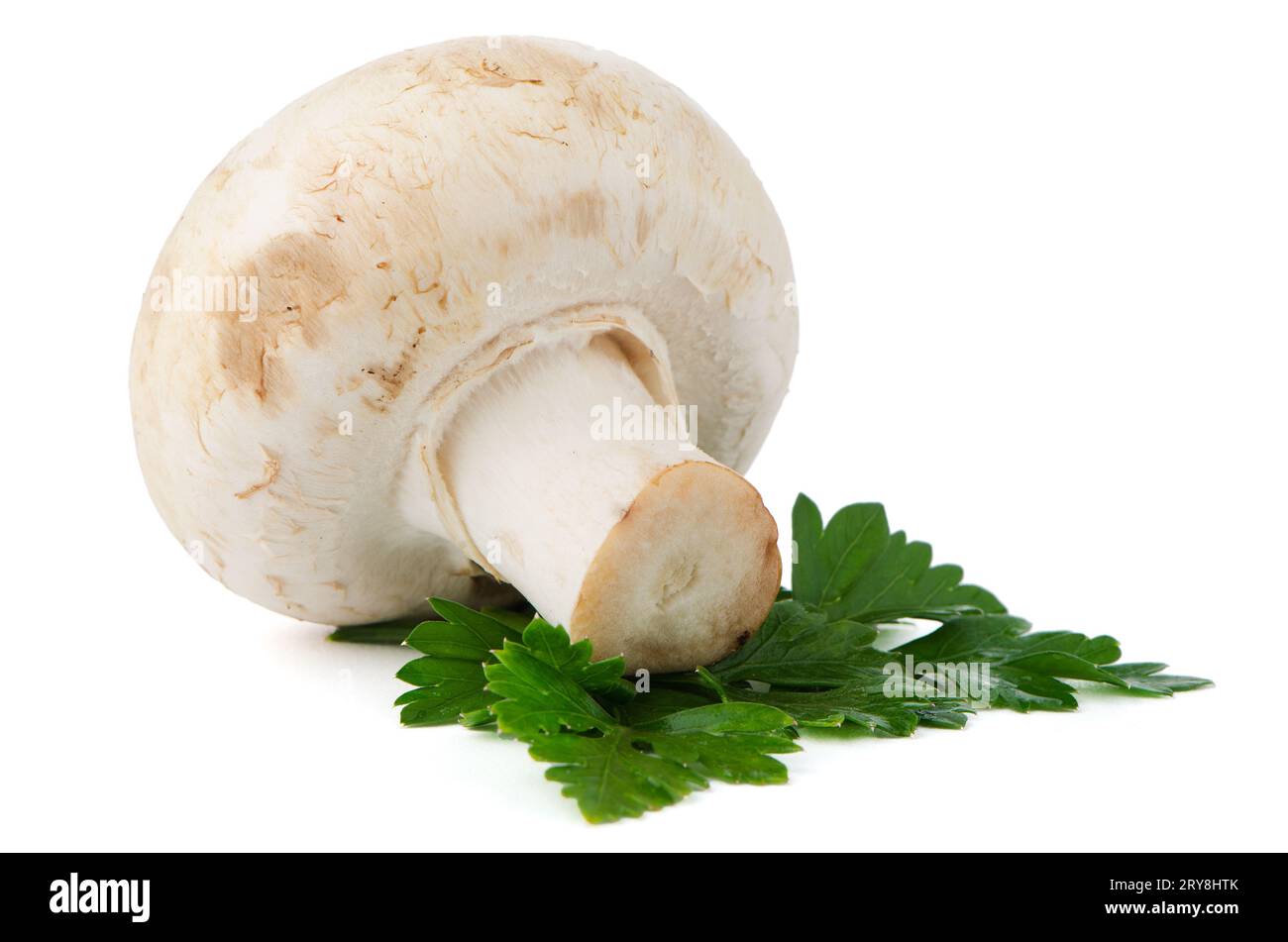 Champignon Pilzen und Petersilie Blätter Stockfoto