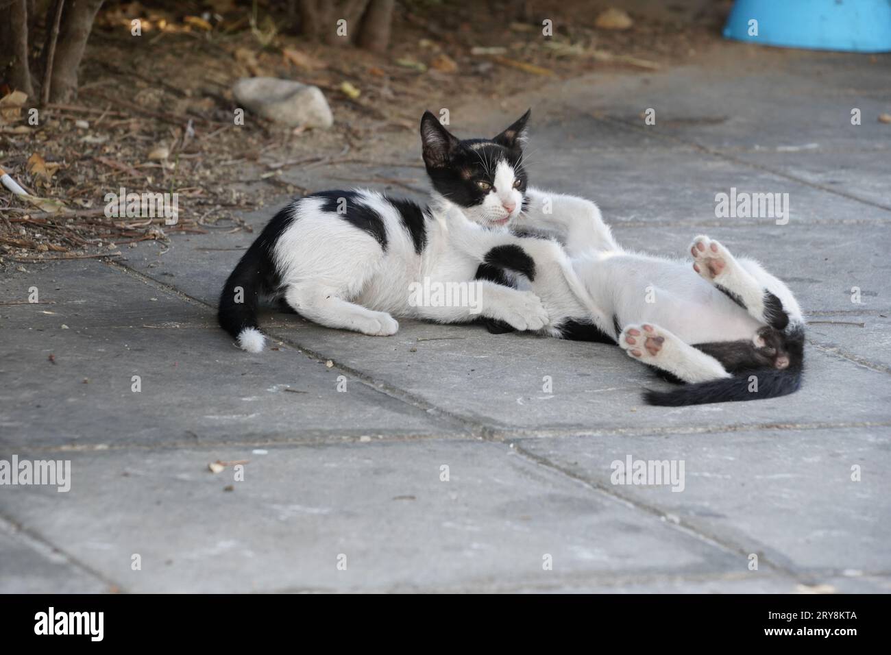 Zwei schwarz-weiße Kätzchen spielen auf dem Bürgersteig. Einer von ihnen ist auf dem Bauch gestreckt, der andere auf dem Rücken. Stockfoto
