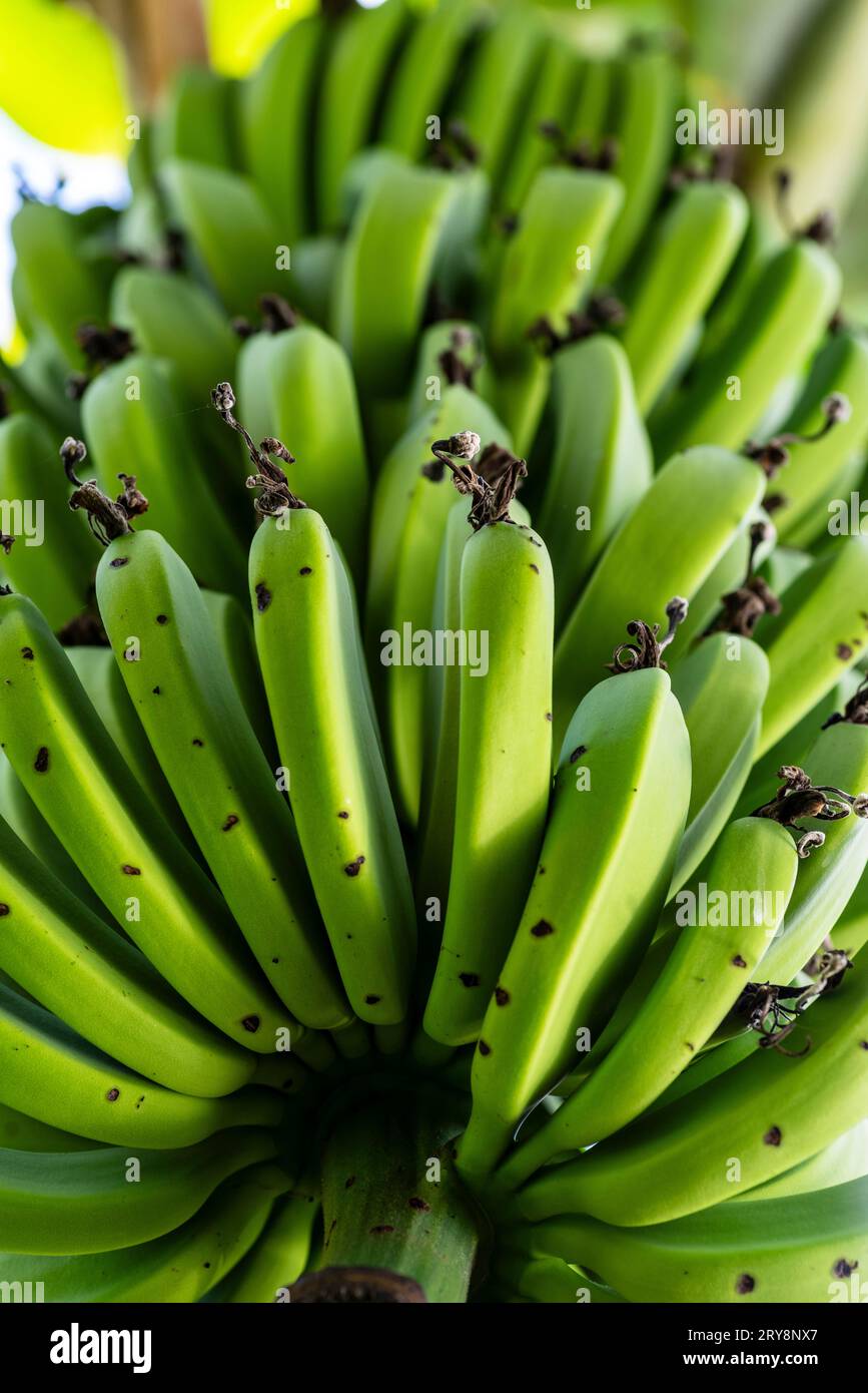 Bananen auf dem Ast im Regenwald von amazón. Stockfoto