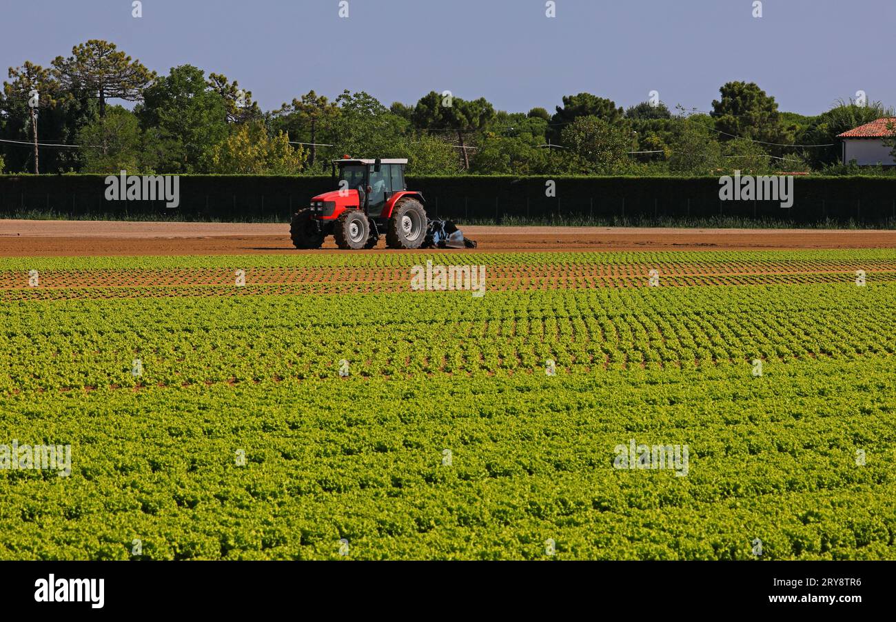 Kulturfeld mit grünen Salatblättern mit organischen Techniken ohne schädliche Chemikalien und dem Traktor im Hintergrund Stockfoto