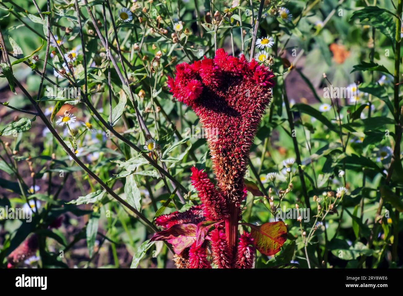 Die Kämmerblume, wissenschaftlich bekannt als Celosia argentea cristata, ähnelt einem Hahnenkamm, der sich durch lebendige, gekämmte und raue Elemente auszeichnet Stockfoto