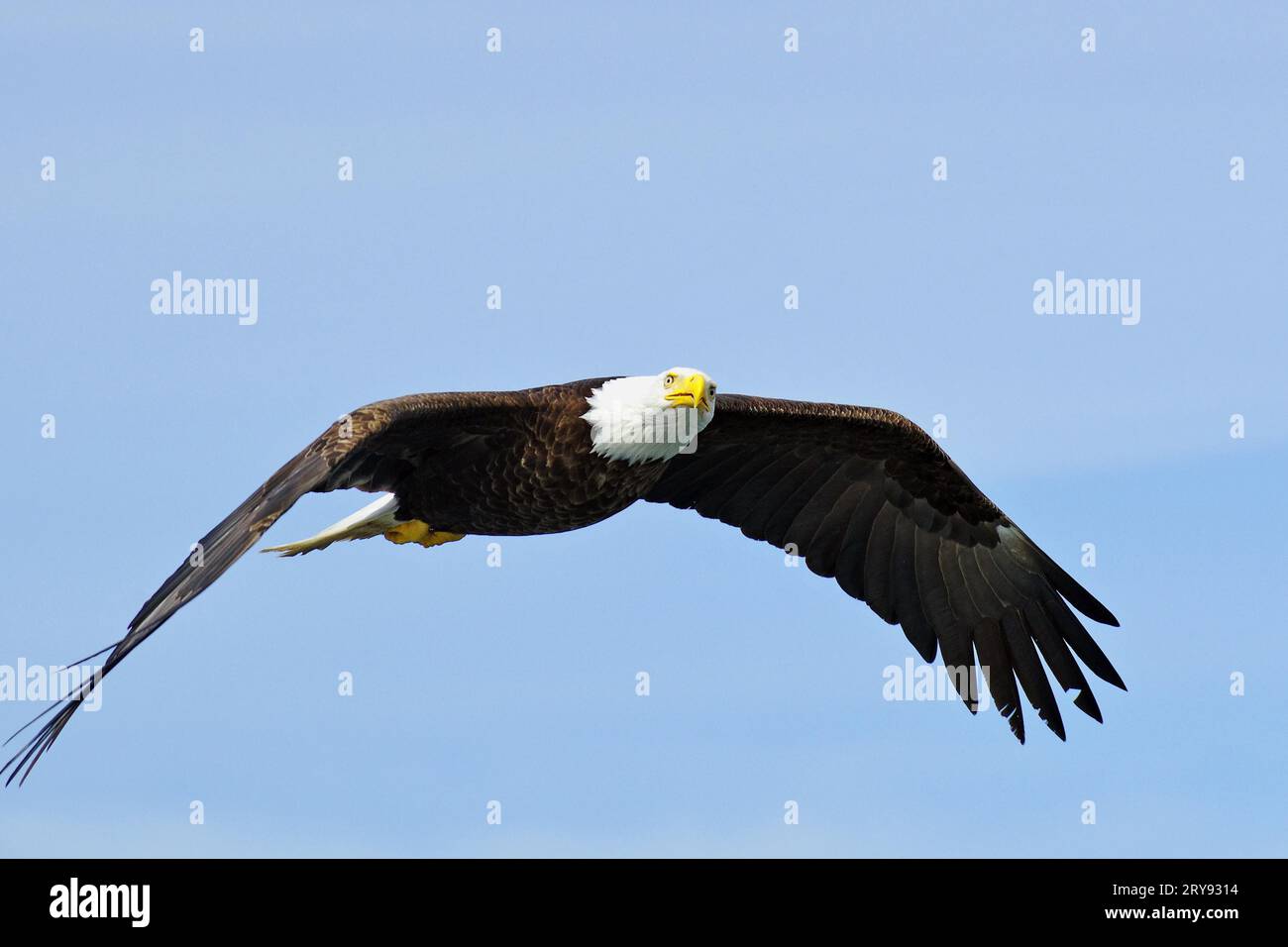 Weißkopfseeadler im Flug, heraldischer Vogel, stolz, majestätisch, Prinz Rupert, British Columbia, Kanada Stockfoto