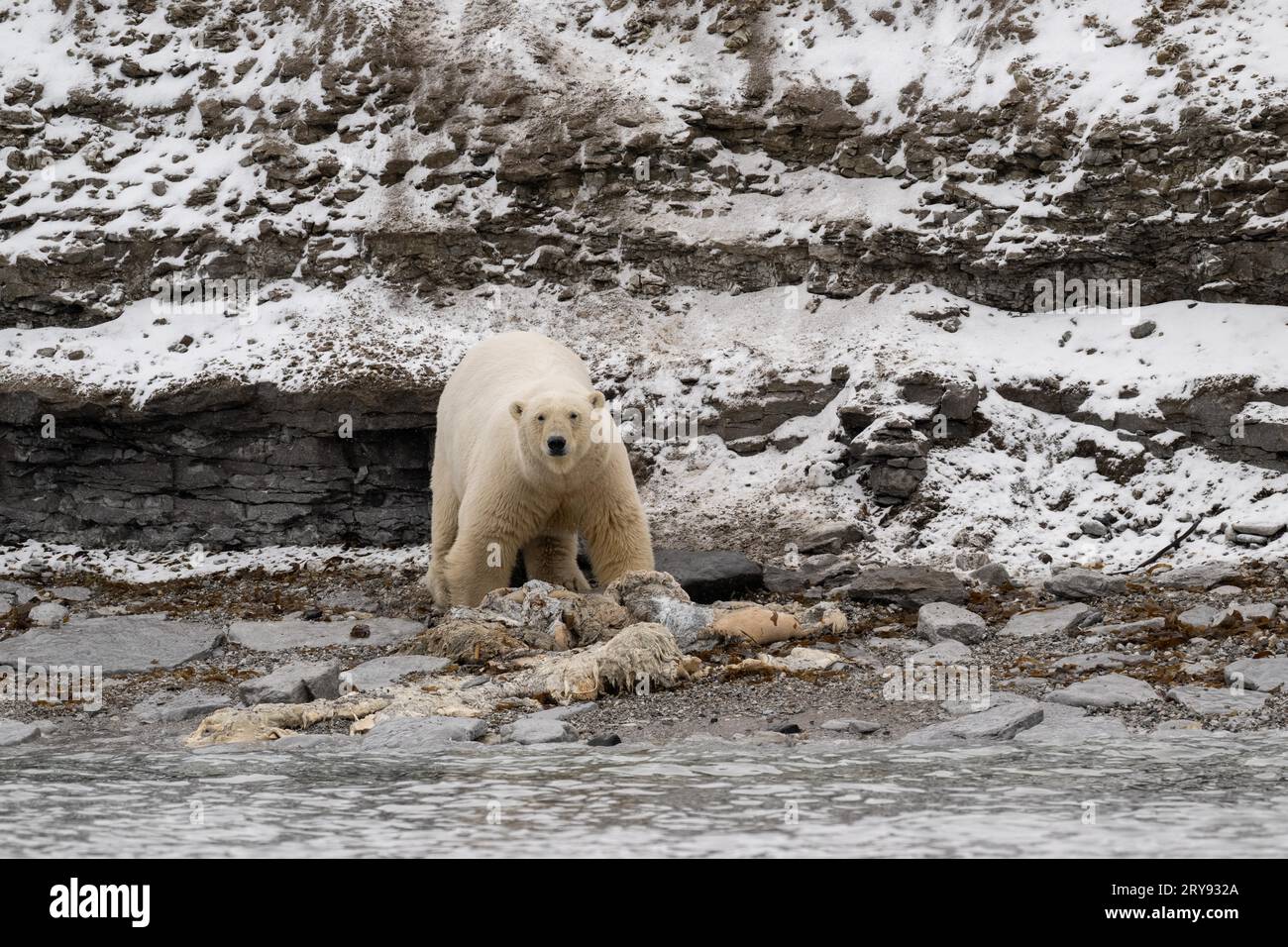 Der fliegende Eisbär (Ursus maritimus) isst den Kadaver eines gestrandeten toten Zwergwals an der Küste von Wahlbergoya, Svalbard, Svalbard, Norwegen Stockfoto