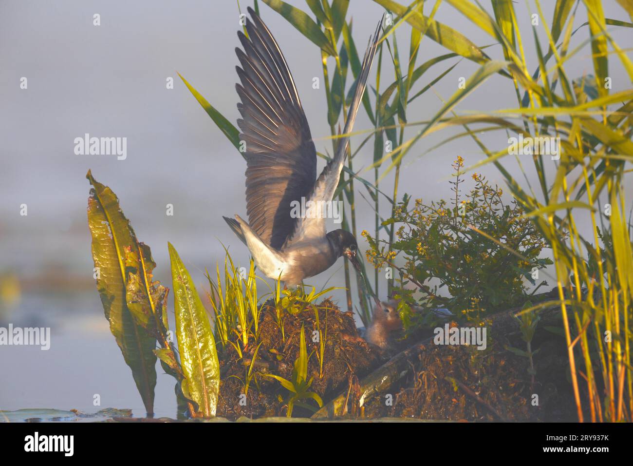 Schwarzteere (Chlidonias niger), Alter Vogel, der einem Jungen Nahrung gibt, Naturpark Flusslandschaft Peenetal, Mecklenburg-Vorpommern, Deutschland Stockfoto