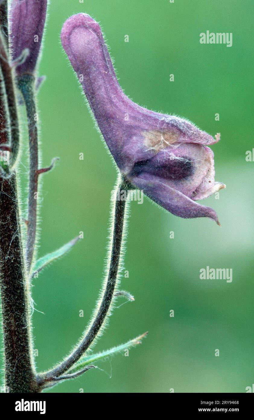 Nordwolfsbane, Dovre Fjell, Norwegen (Aconitum septentrionale), Nordwolfsbane (Nord) (Europa) (Blumen) (Pflanzen) (Ranunculaceae) Stockfoto