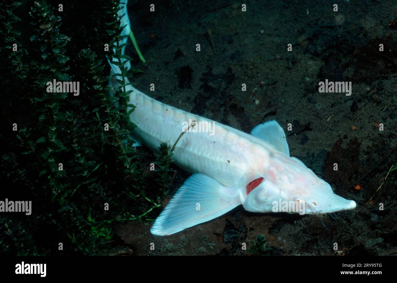 Gemeiner Sturgeon, Elsass, Frankreich (Acipenser sturio), Baltic Störe, albino, Auwaldsee, Elsass, Störe, Atlantikstörer, andere Tiere, Sonstiges Stockfoto