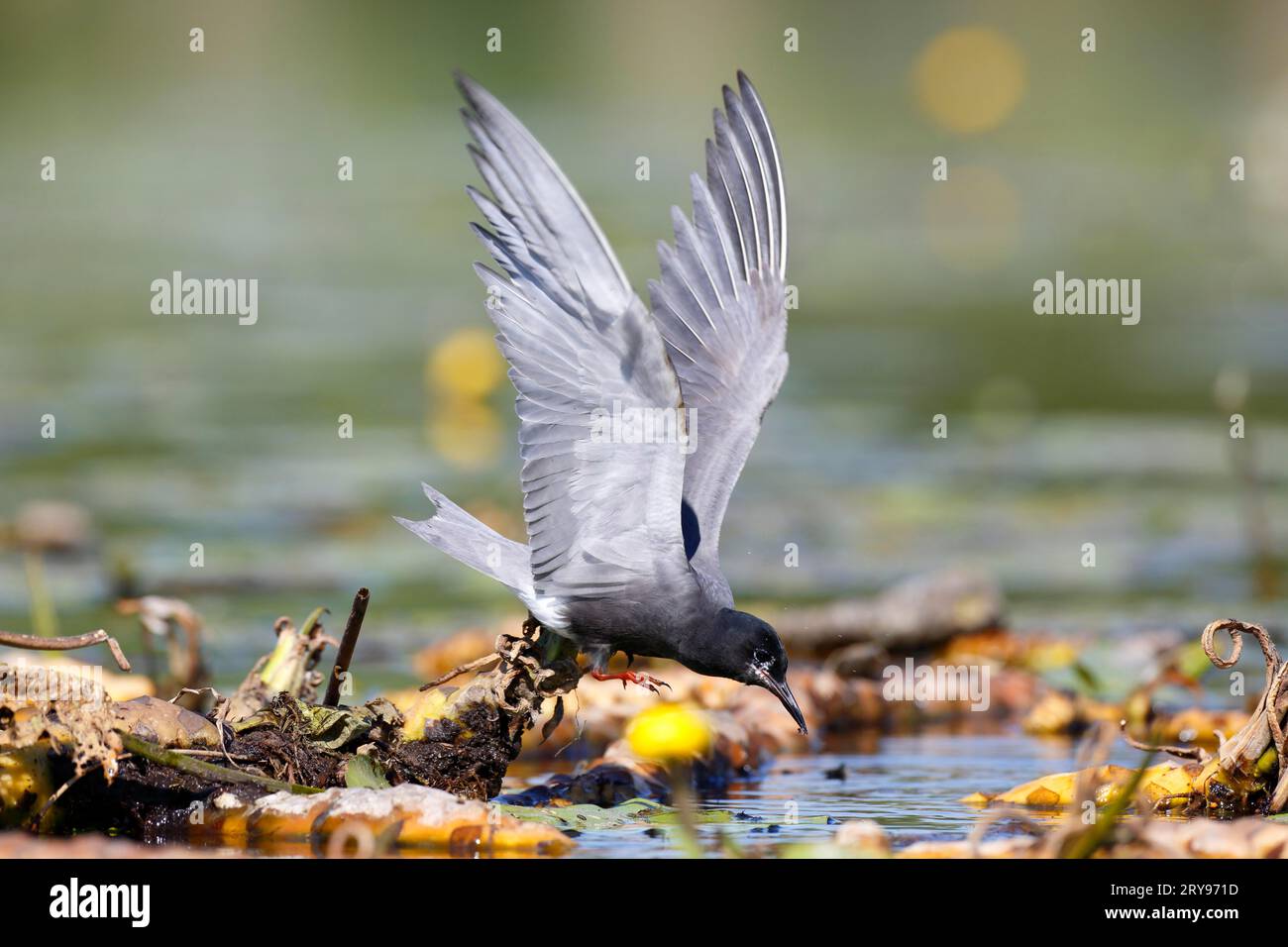 Schwarzteere (Chlidonias niger), Erwachsener baut ein Nest, Erwachsener bringt Nistmaterial mit, Peenetal River Landscape Naturpark Stockfoto