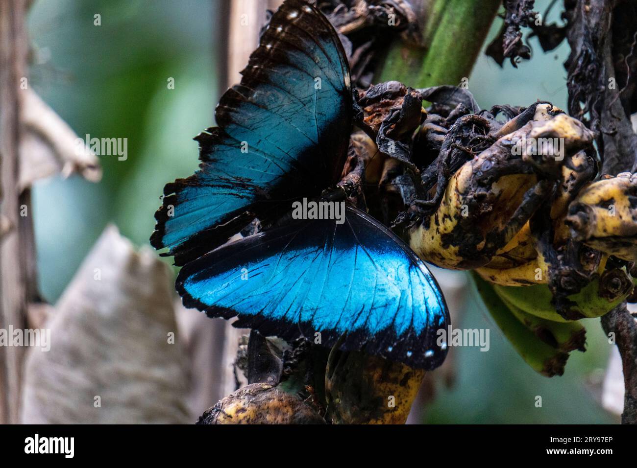 morpho Helionor Schmetterling im amazonaswald, Perú. Stockfoto