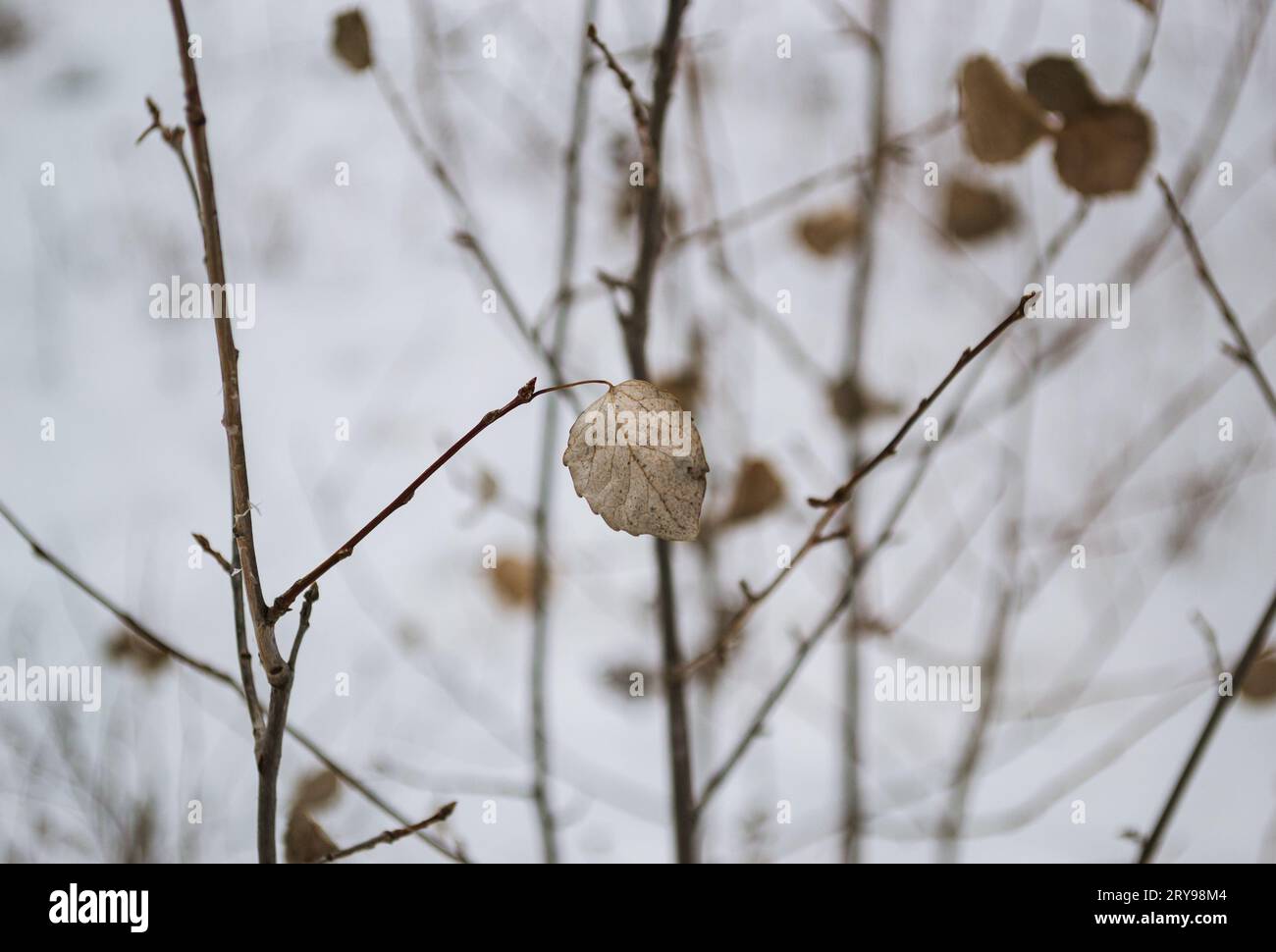 Ein erhaltenes Blatt auf einem Baumzweig vor dem Hintergrund anderer Äste und Blätter und einem bedeckten Himmel Stockfoto